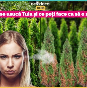 De ce se usucă tuia Smaragd și ce poți face ca să o salvezi