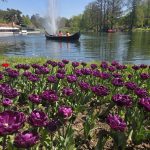 Lalele Parcul Romanescu Craiova